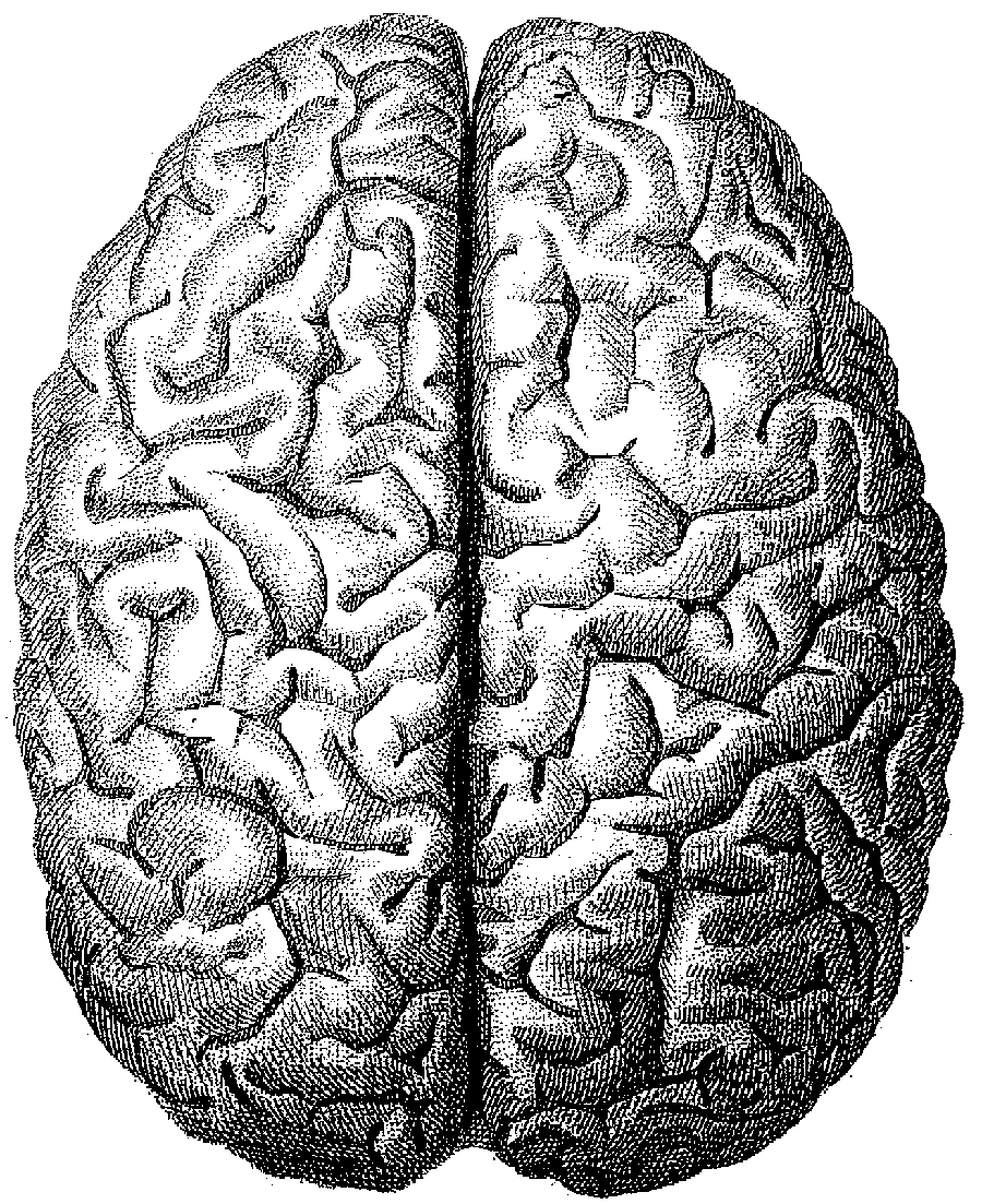 the brain from above