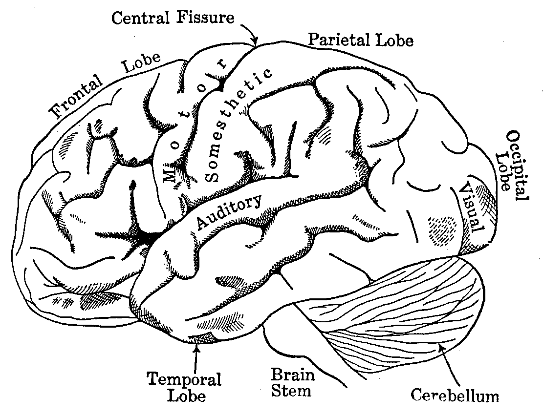 lobes of the brain