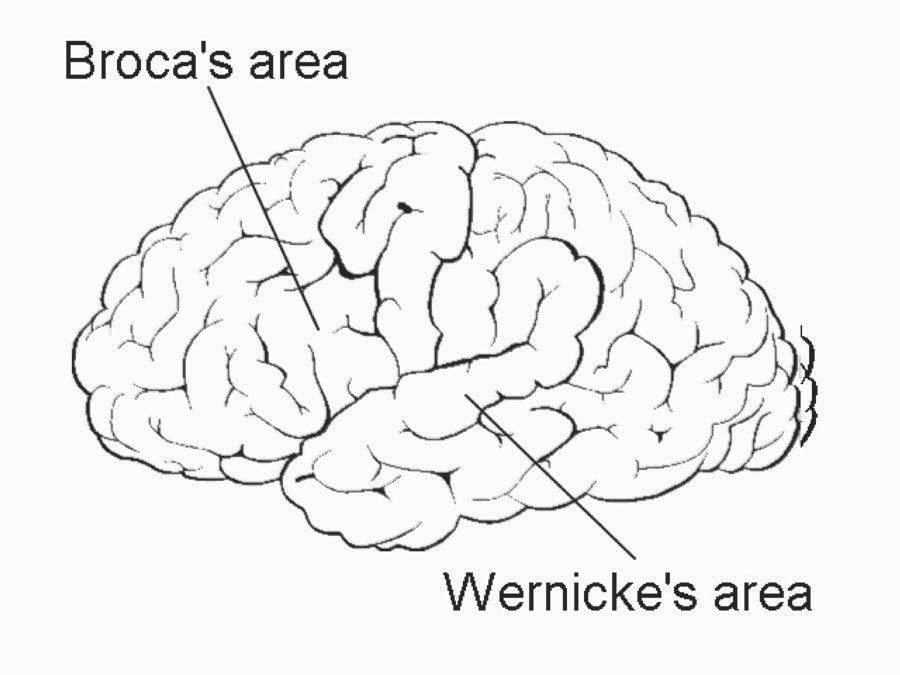 Two areas near the ear on the left hemisphere