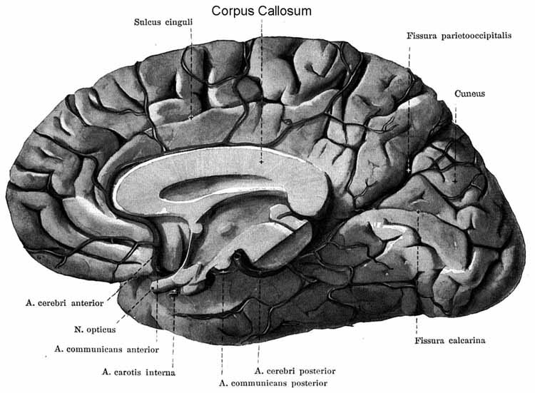 A mid-saggital section