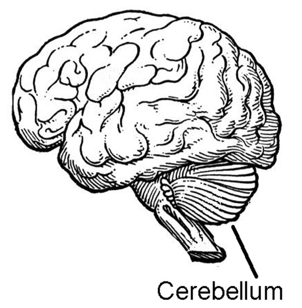 cerebellum