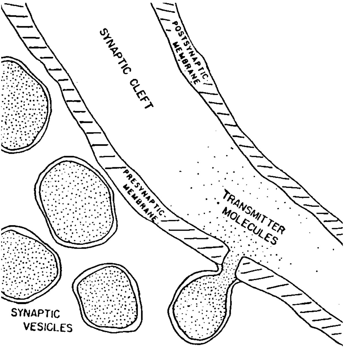 synaptic cleft