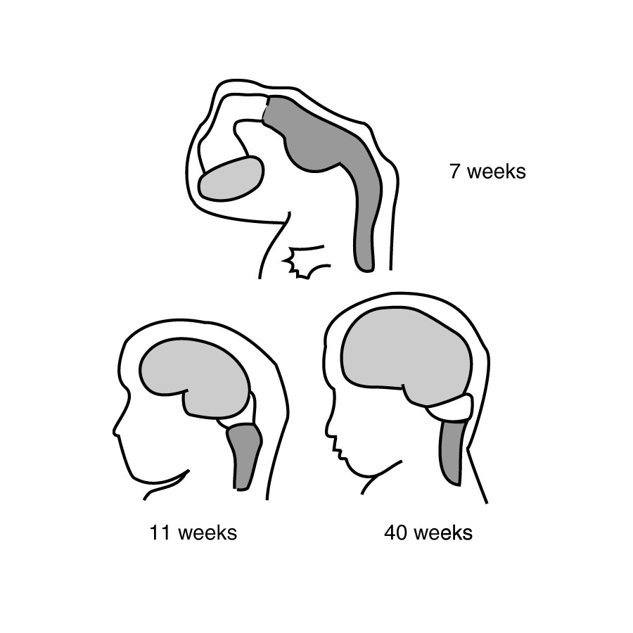 development of the CNS in the fetus