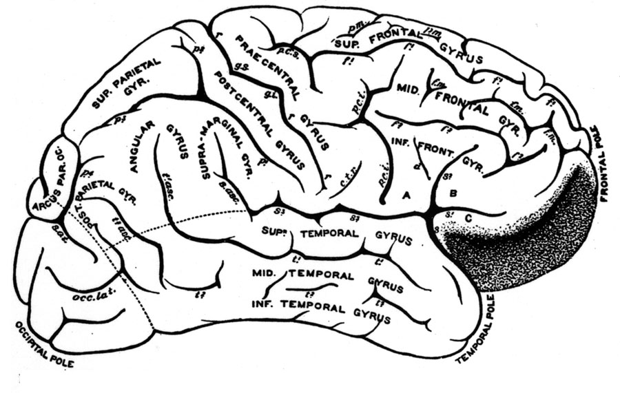 brain gyri
