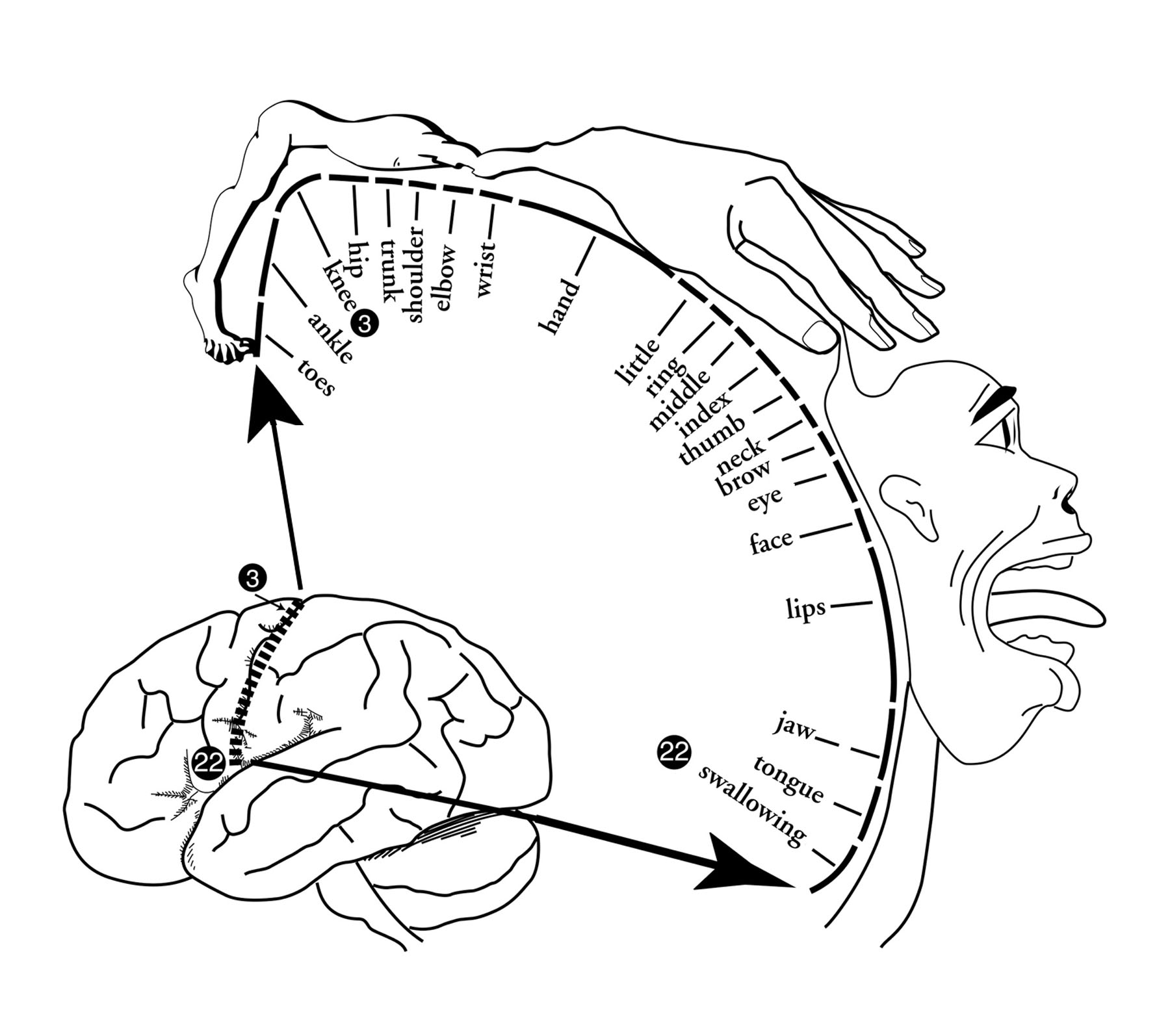 Image result for motor homunculus