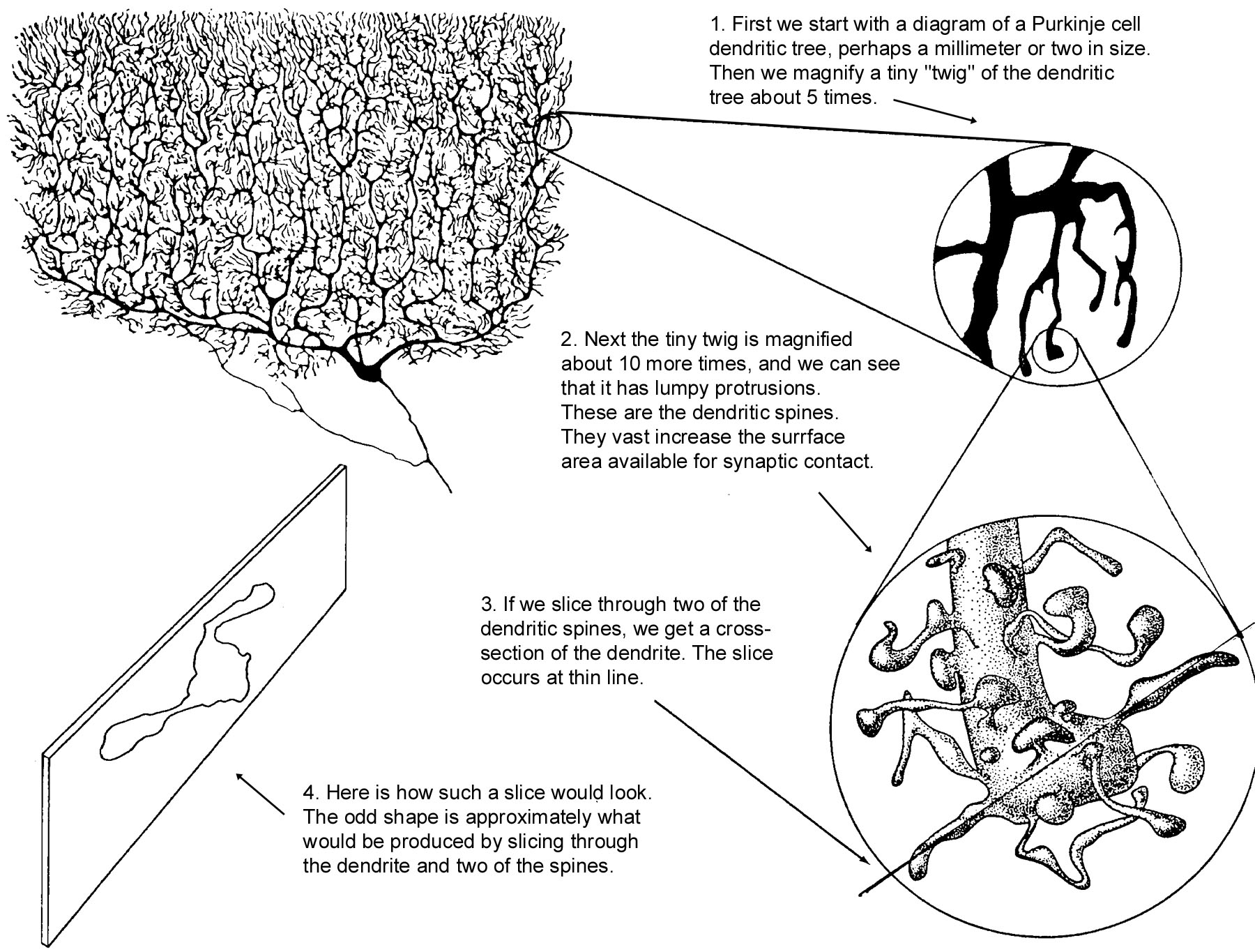 zooming into a Purkinje cell dendritic tree