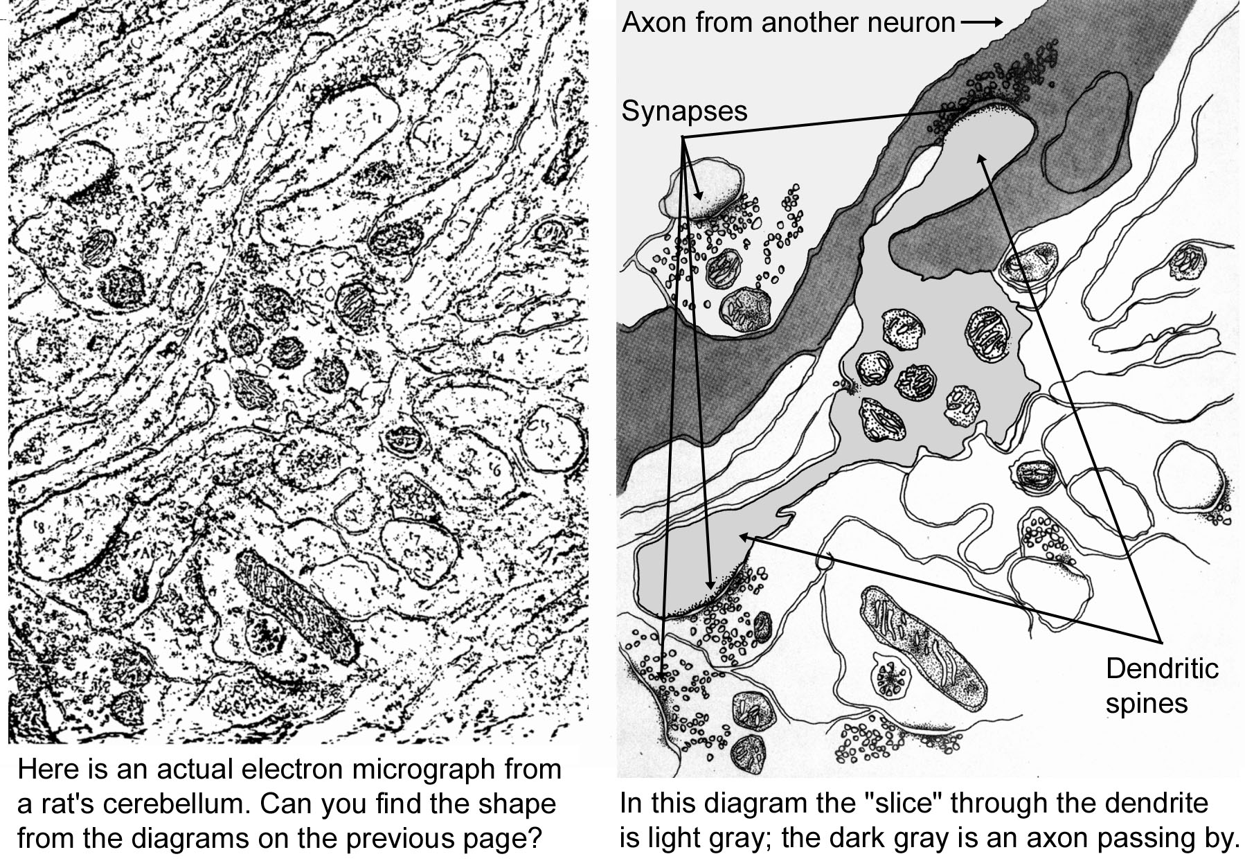 a real electron micrograph and a diagram