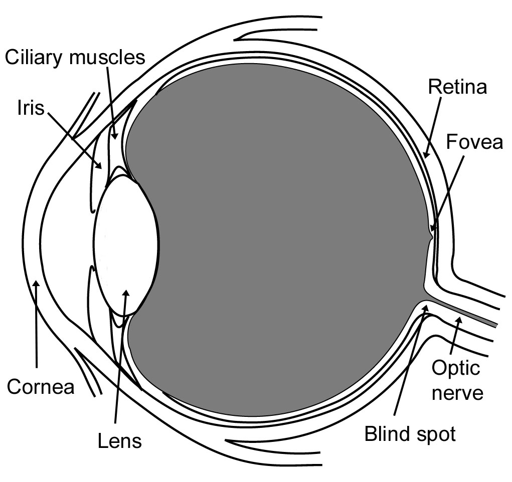 eyeball in cross-section