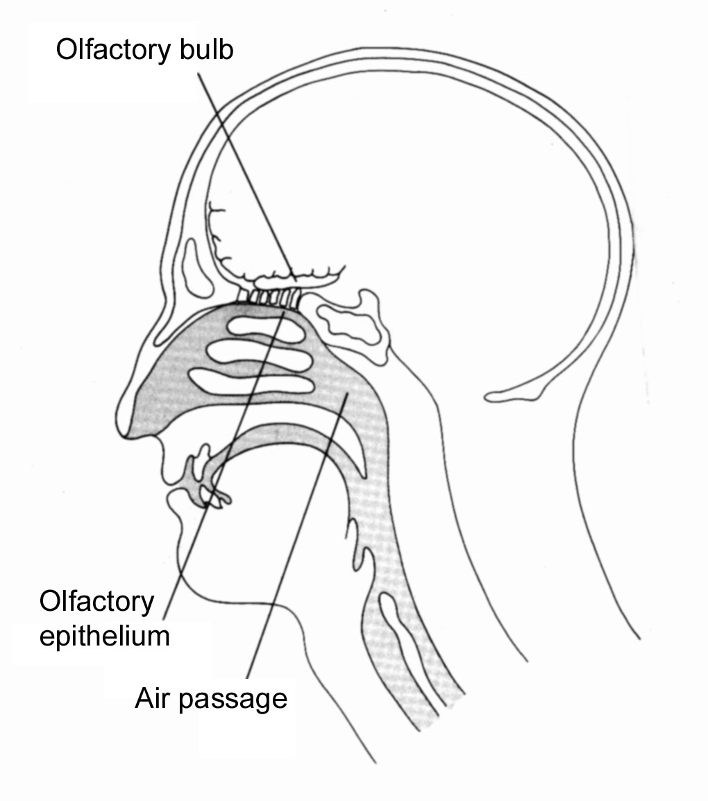 cross-section of the nasal passages