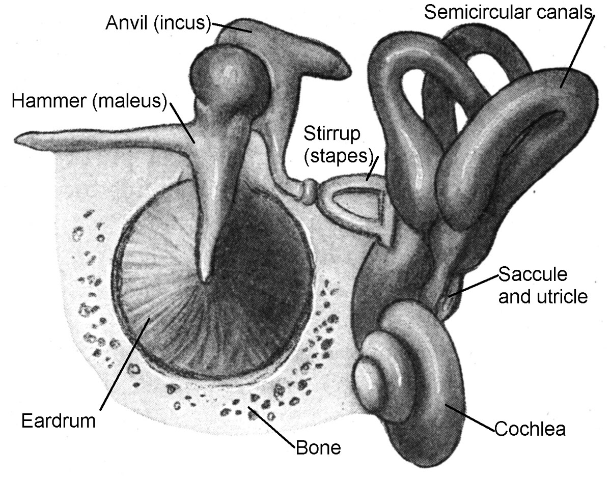 diagram of semicircular canals