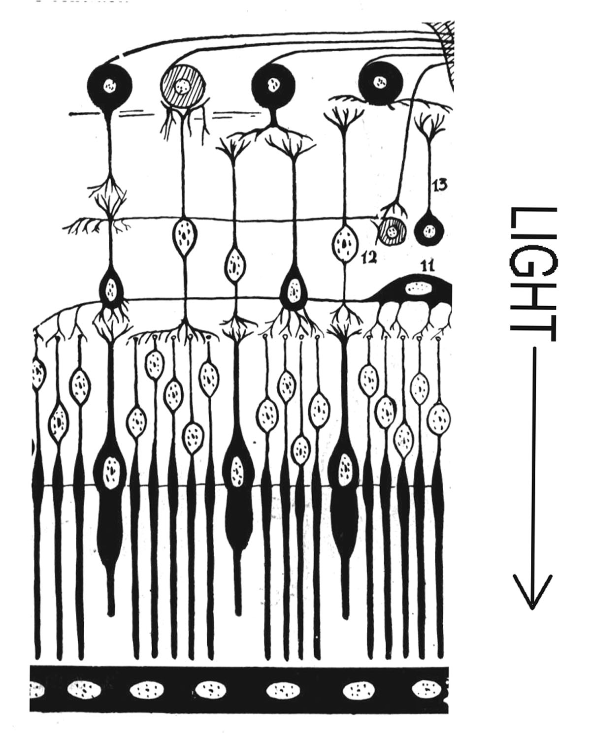 cross-section of the retina