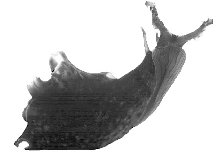 picture of sea slug