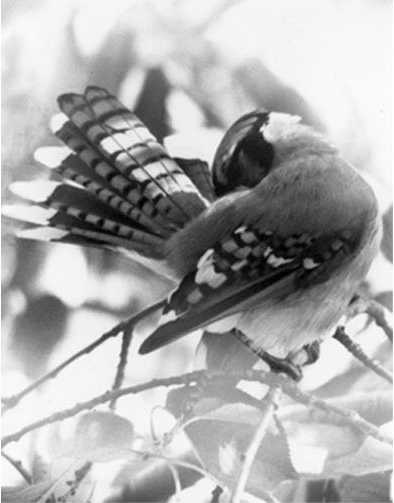 Bluejay performing displacement grooming