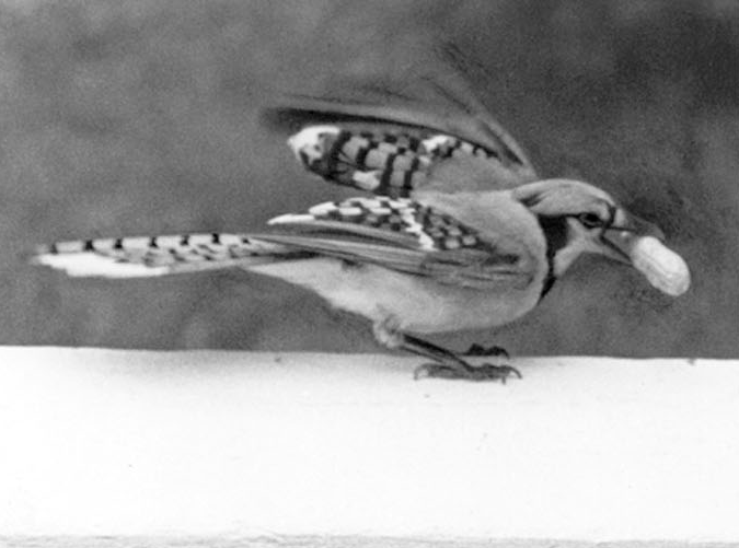 bluejay gets peanut