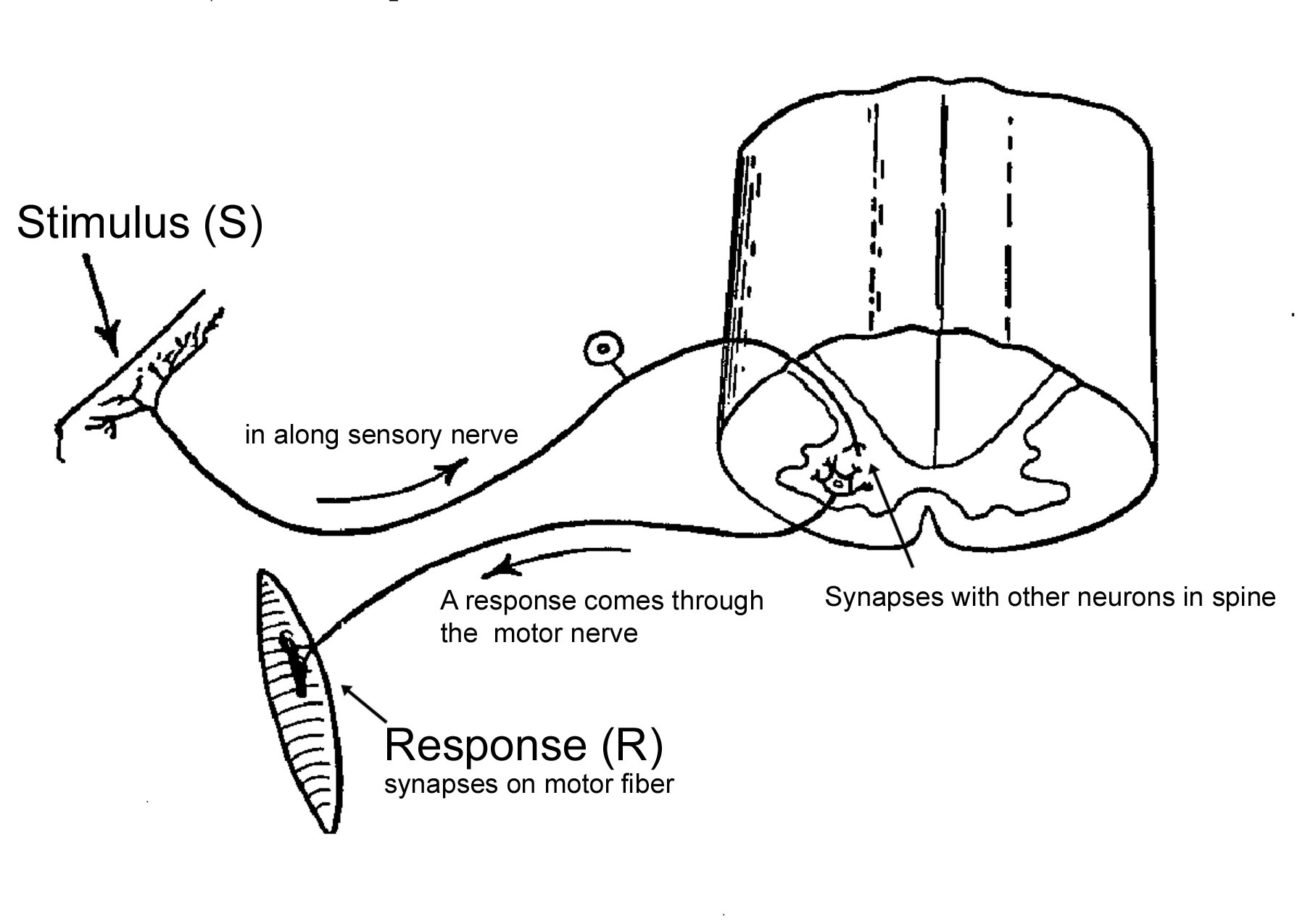 classic elements of a reflex arc