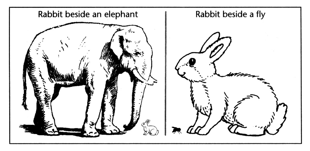 a rabbit next to a fly and a rabbit next to an elephant