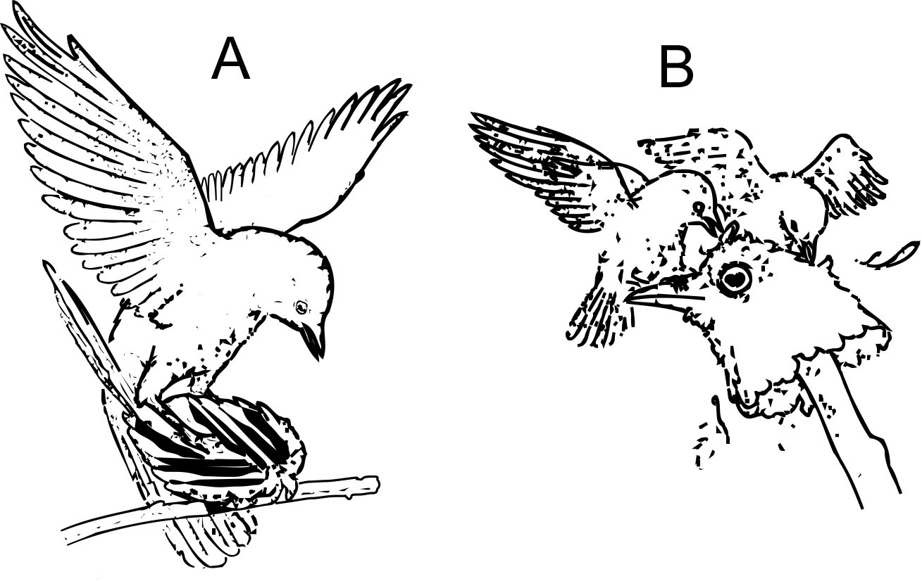 birds showing responses to specific stimuli