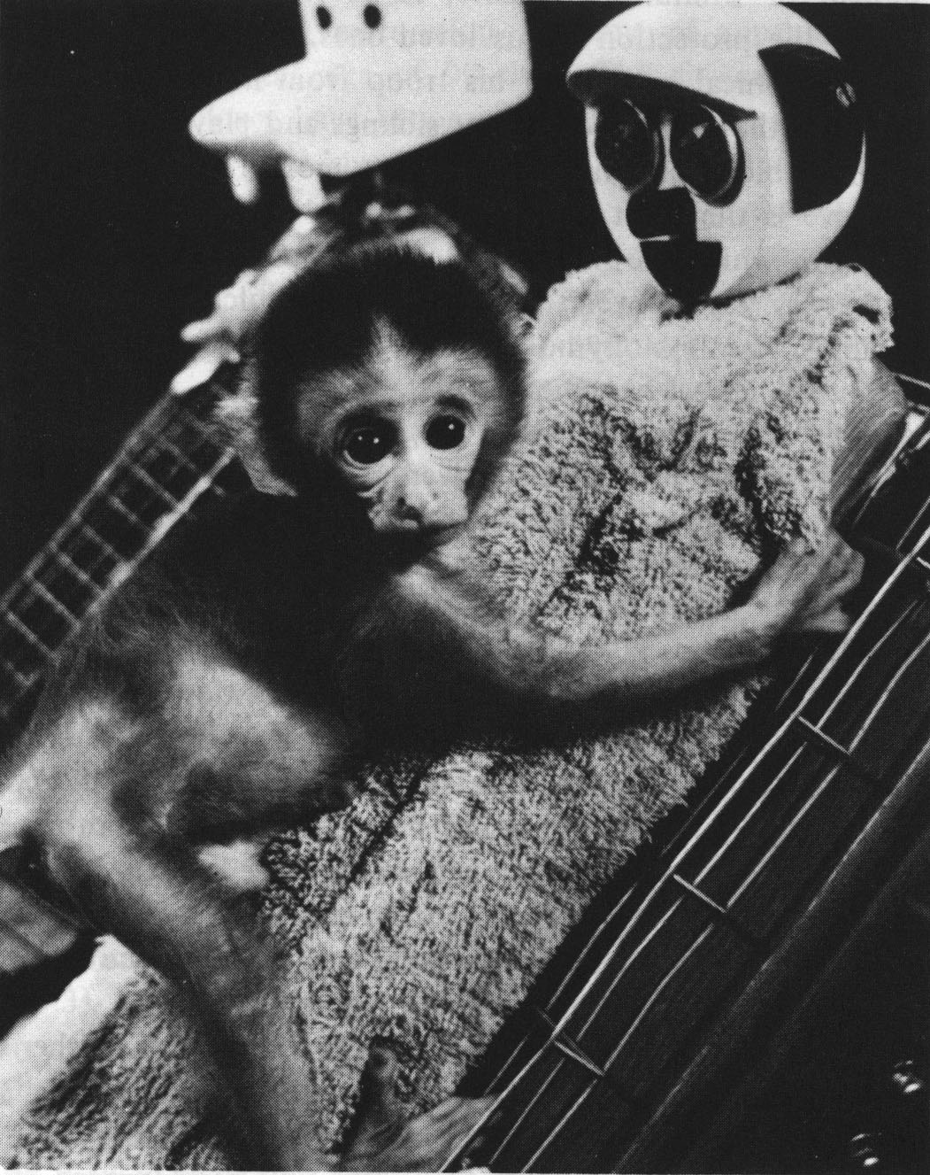 baby rhesus clings to terrycloth mother