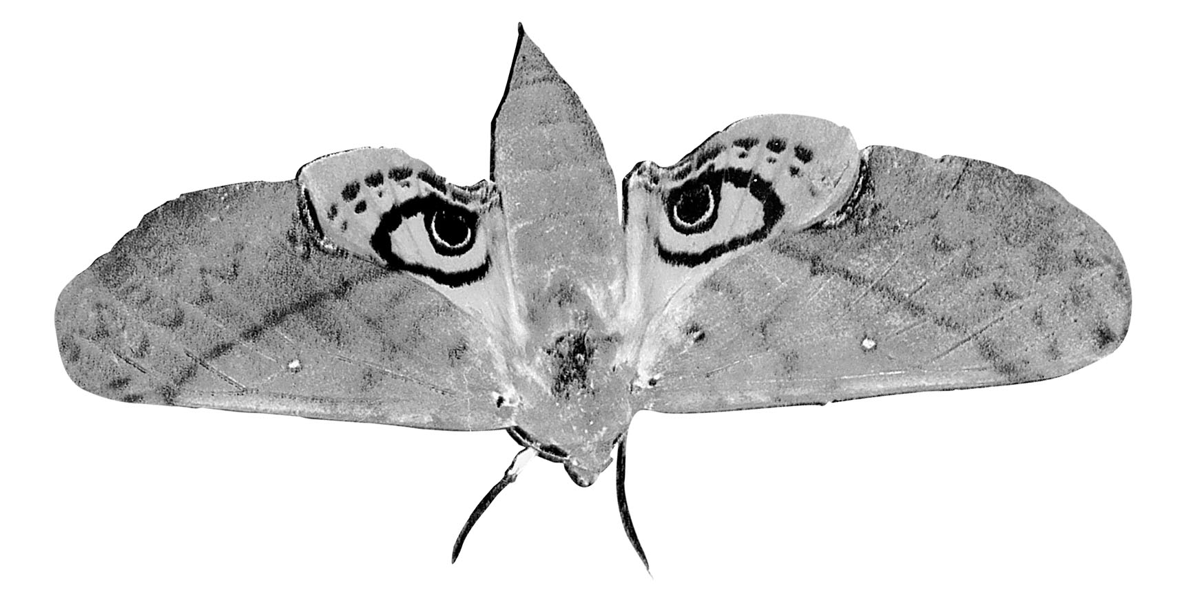 The Hawk Moth looks like a tiger face