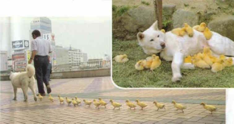 Dog with ducklings following