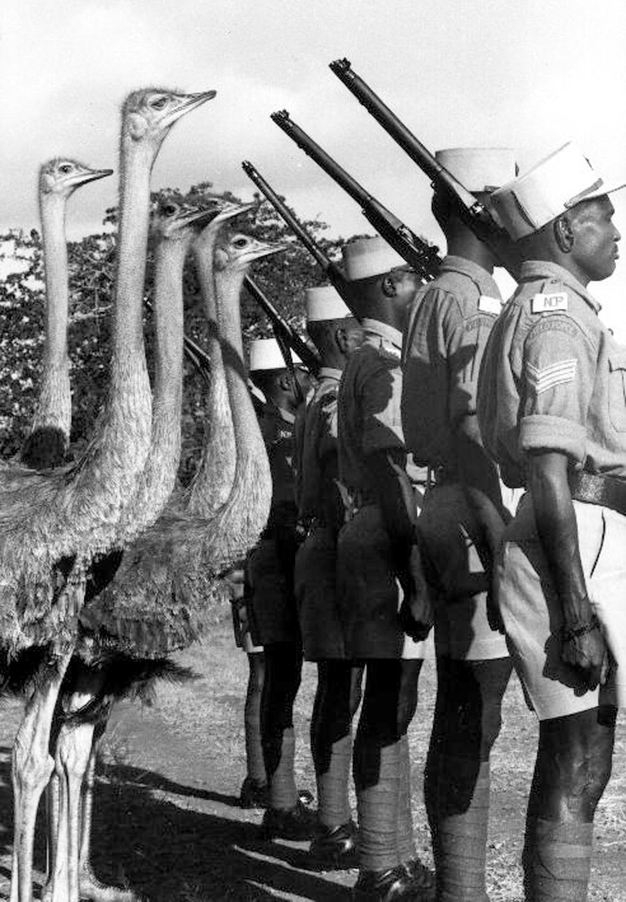 ostriches gather behind a line of soldiers with rifles on their shoulders