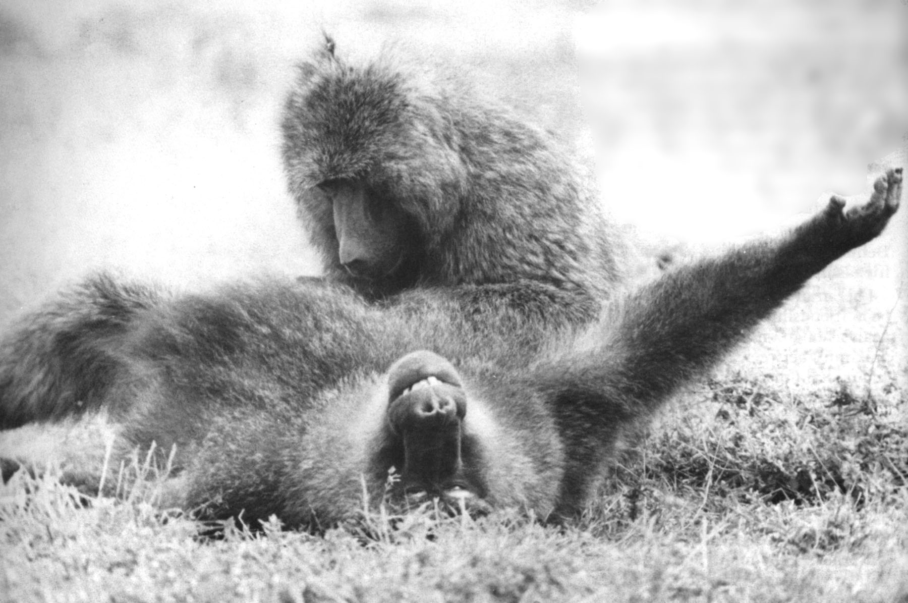 Virgil the baboon looks blissed out as he is groomed