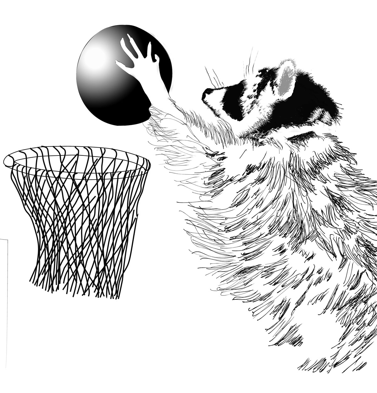 a raccoon lifts a basketball to the basket