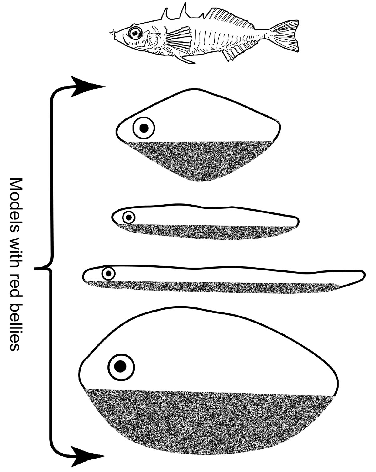 stickleback and models