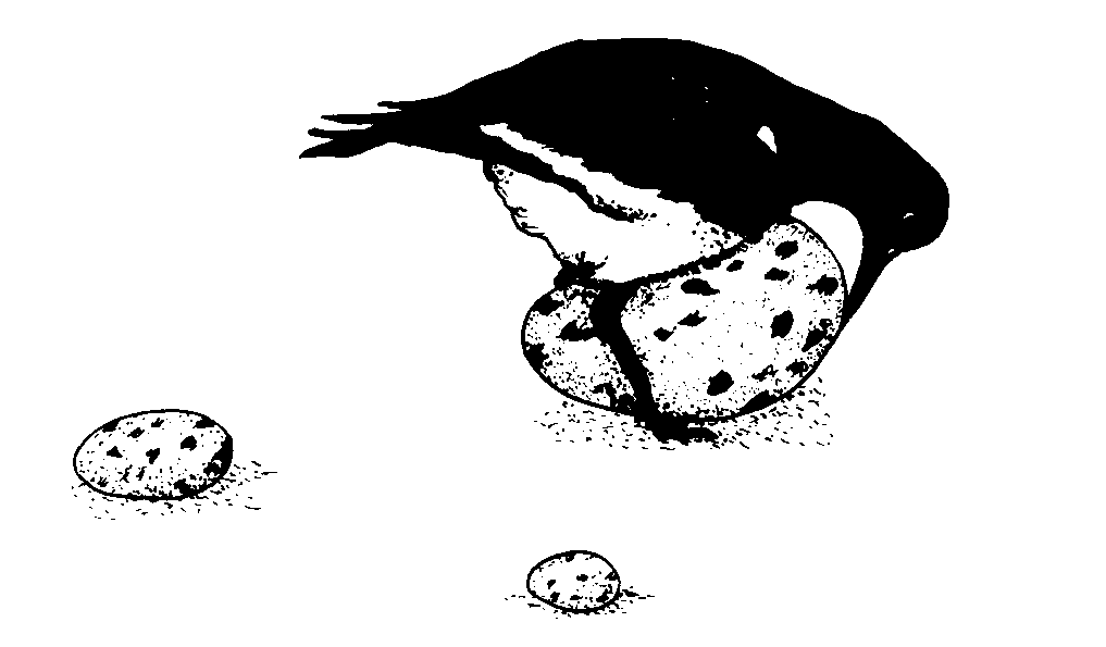 A bird wrestles with a football-sized egg