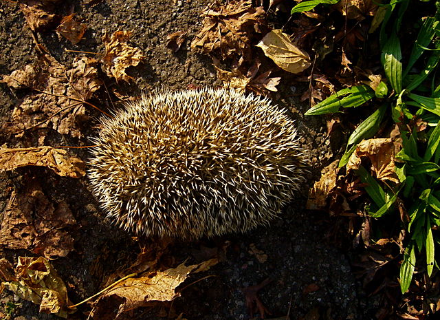 Hudgehog curled