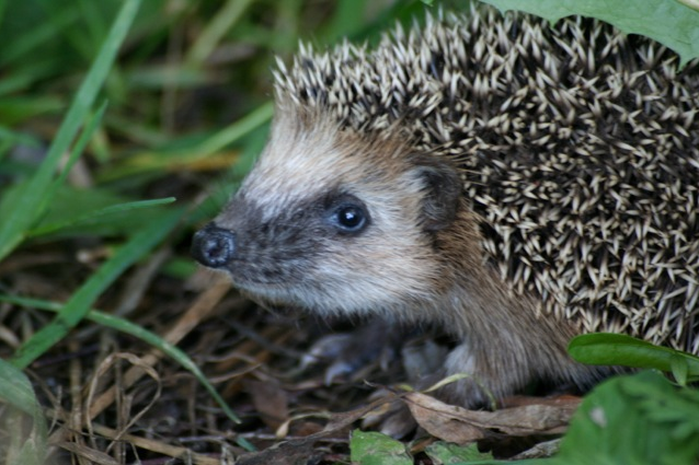 Hedgehog relaxed