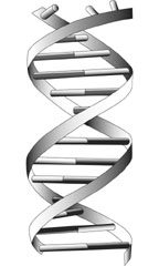 typical DNA diagram