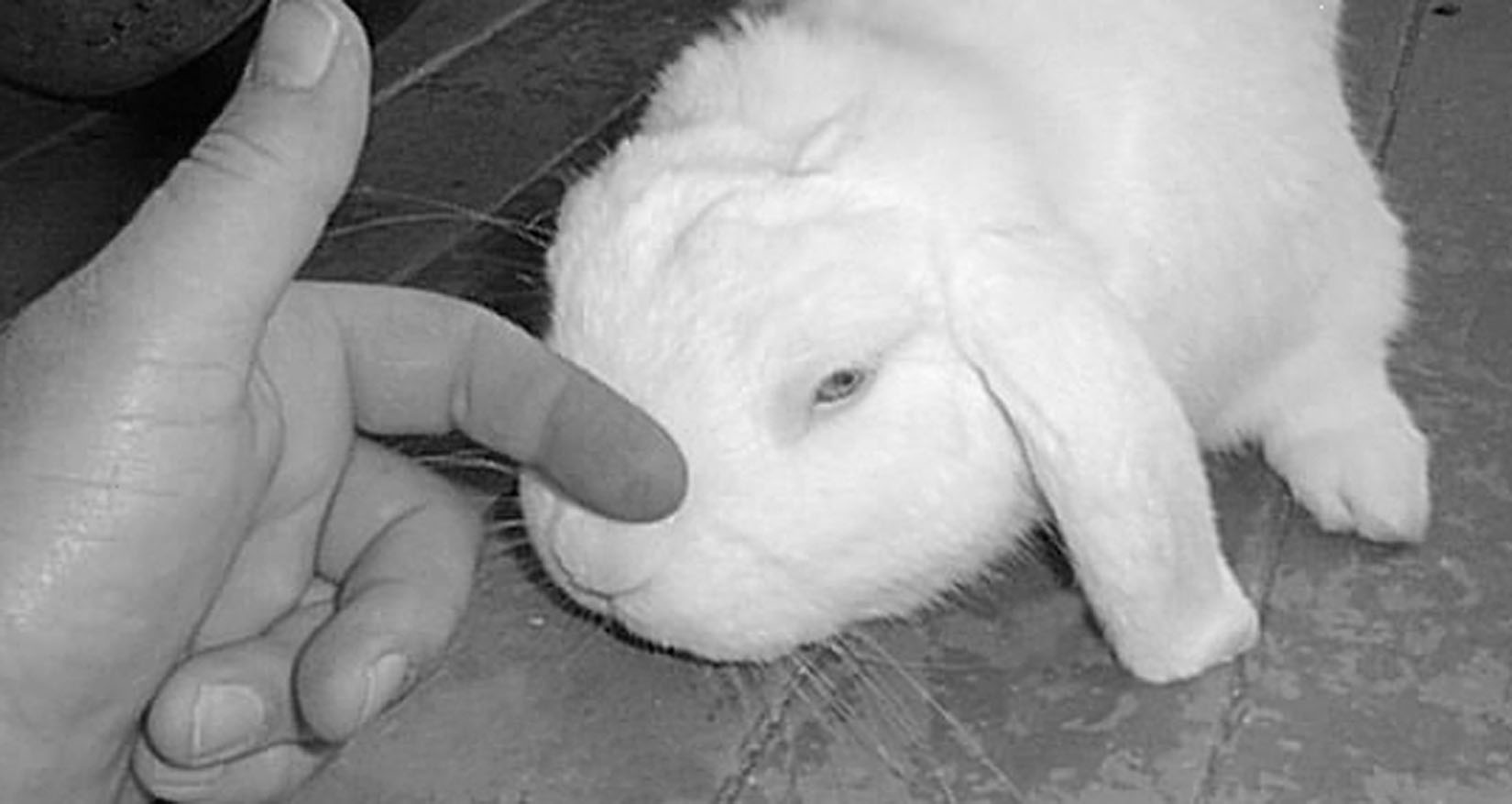 a blissful looking bunny being stroked on the nose